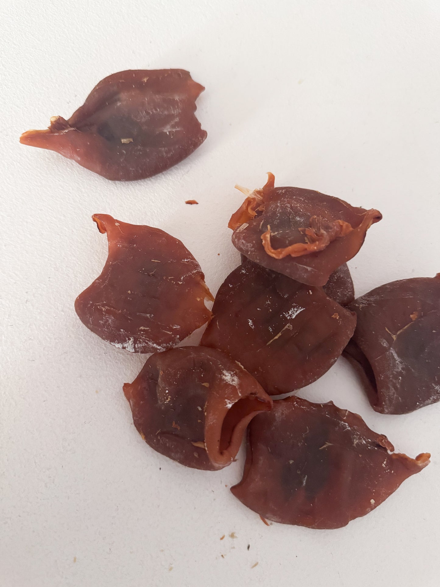 Squid Bakes