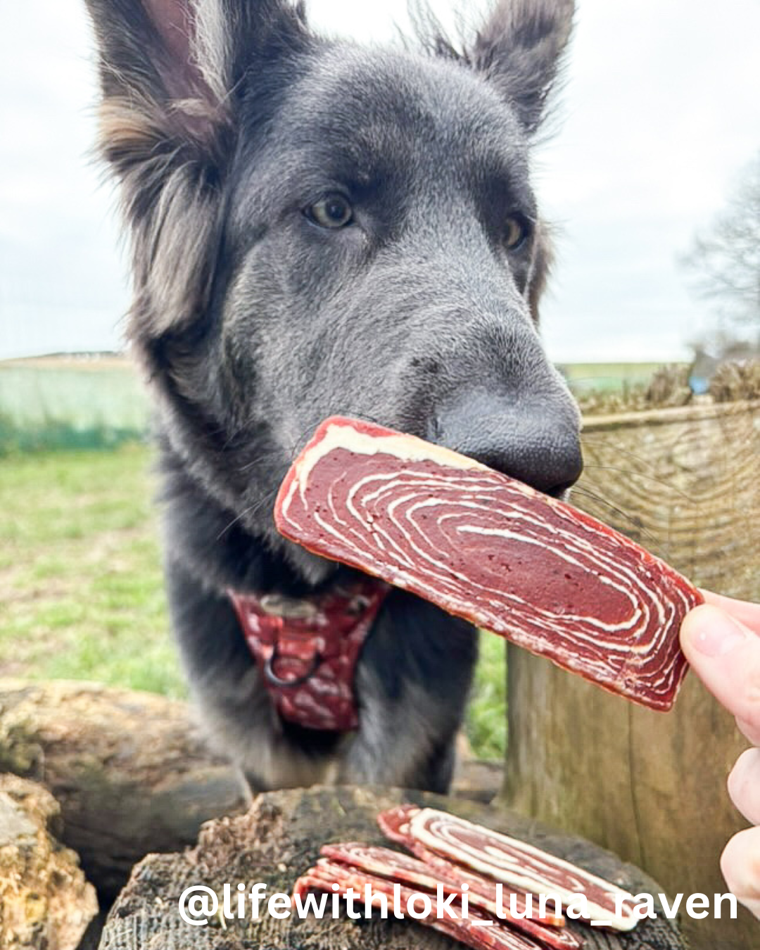Beef & Cod Steak Slices