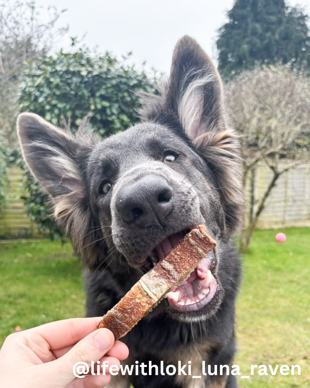 Chicken & Cod Chewy Bar