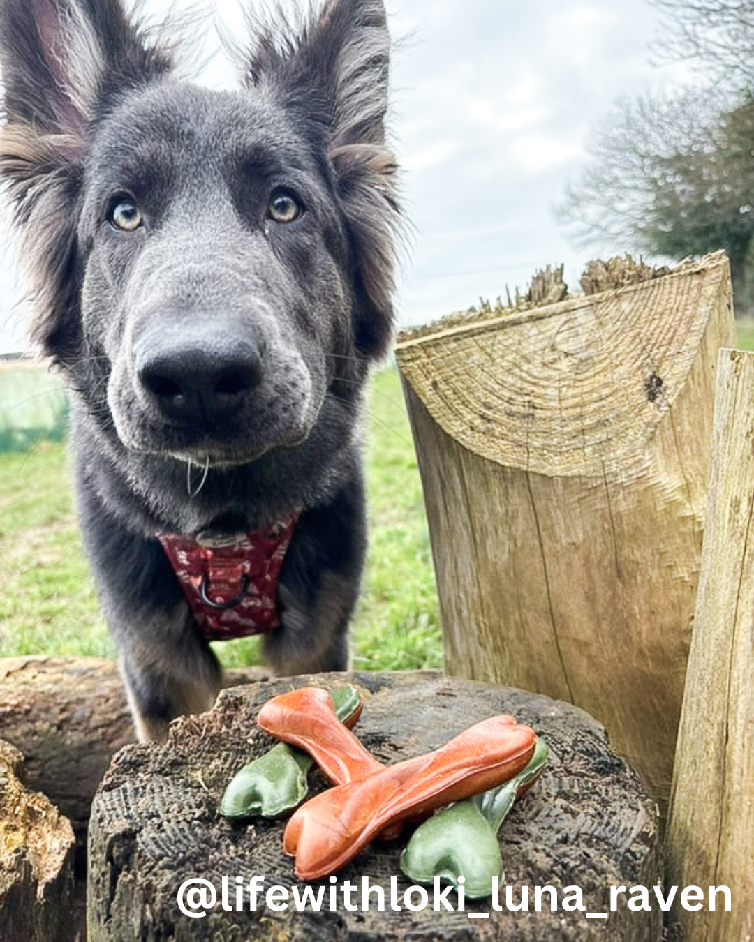 Carrot & Pumpkin Bone