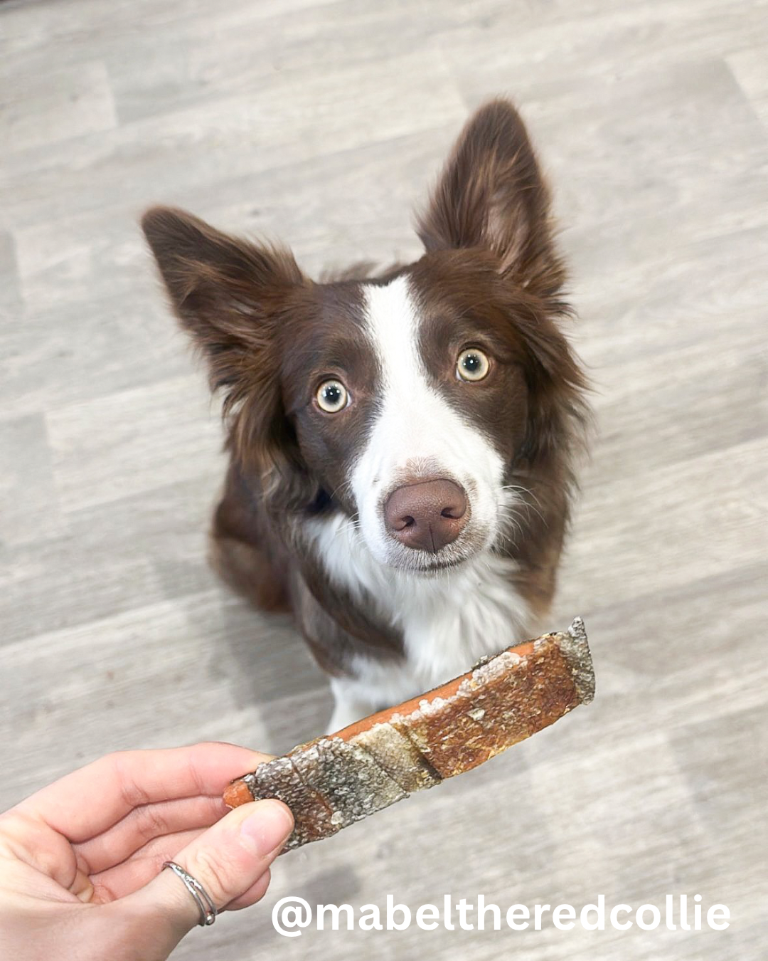 Chicken & Cod Chewy Bar