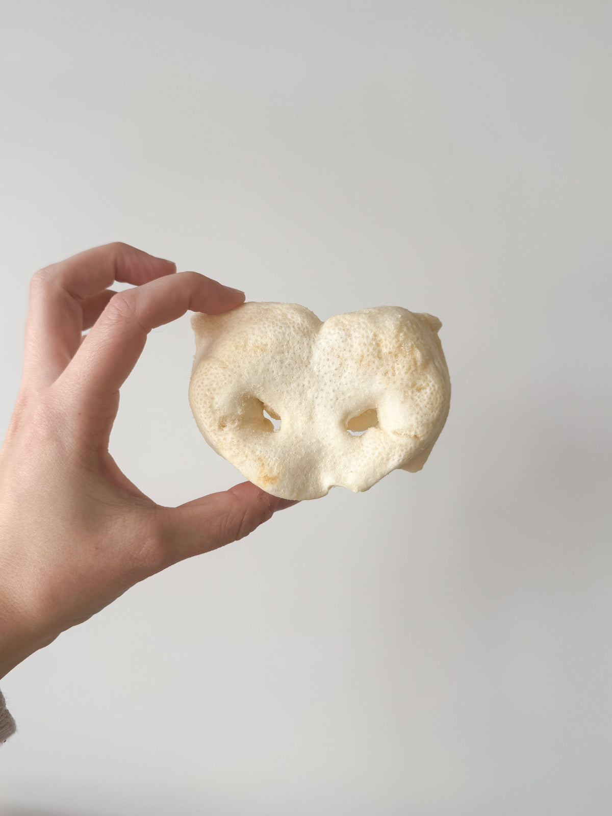 Puffed Pig Snout